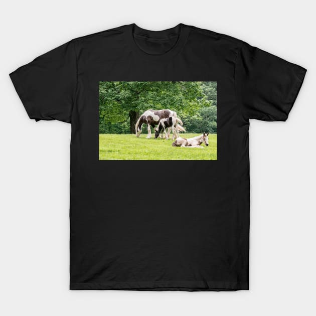 Lazy Grazing Horses T-Shirt by StacyWhite